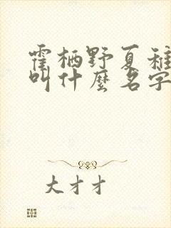 霍栖野夏稚小说叫什么名字