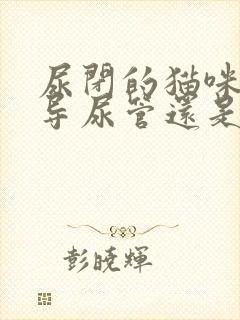 尿闭的猫咪拔出导尿管还是尿不出来怎么办