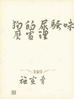 狗的尿骚味大怎么处理