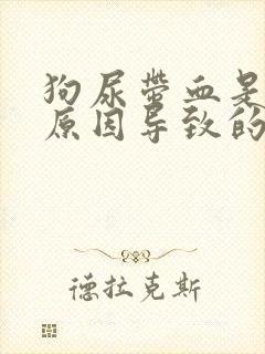 狗尿带血是什么原因导致的