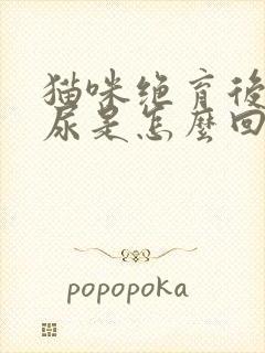 猫咪绝育后还乱尿是怎么回事