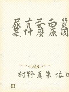 尿有蛋白质2 是什么原因