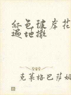 红色彼岸花花瓣遍地撒