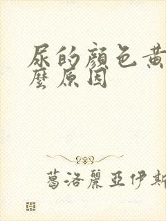 尿的颜色黄是什么原因