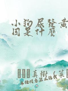 小狗尿发黄的原因是什么