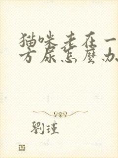 猫咪老在一个地方尿怎么办