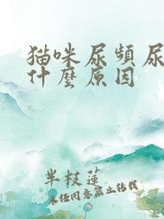 猫咪尿频尿少是什么原因