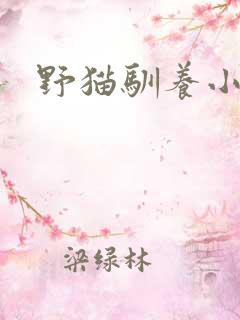 野猫驯养小说