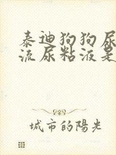 泰迪狗狗尿道口流尿粘液是咋回事