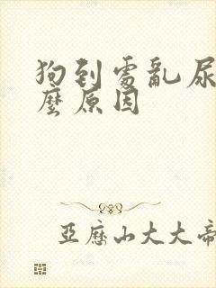 狗到处乱尿是什么原因