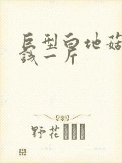 巨型白地菇多少钱一斤