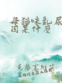 母猫咪乱尿的原因是什么