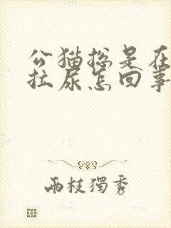 公猫总是在床上拉尿怎回事儿