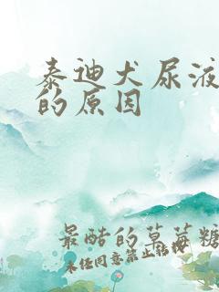 泰迪犬尿液发黄的原因