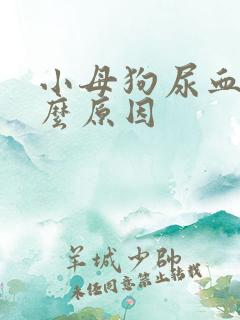 小母狗尿血是什么原因