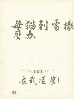 母猫到处撒尿怎么办