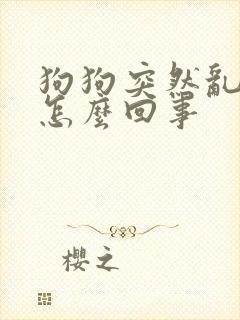 狗狗突然乱尿是怎么回事