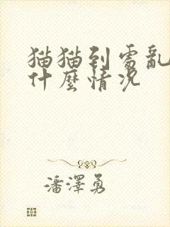 猫猫到处乱尿是什么情况