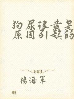 狗尿很黄是什么原因引起的