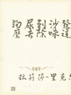 狗尿到沙发上怎么去除味道