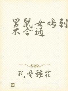 男鼠女鸡到底合不合适