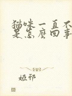 猫咪一直不尿尿是怎么回事