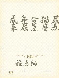 成年公猫尿不出来尿怎么办