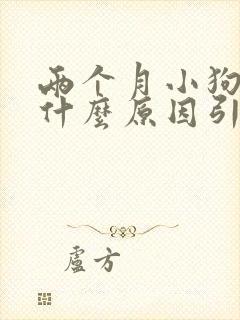 两个月小狗尿血什么原因引起