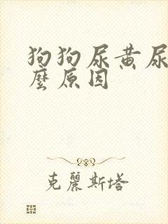 狗狗尿黄尿是什么原因