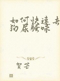 如何快速去除狗狗尿骚味