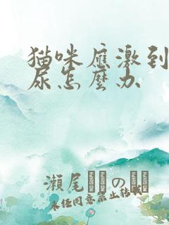 猫咪应激到处拉尿怎么办