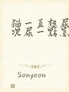 猫一直想尿,每次尿一点怎么办