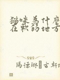 猫咪为什么喜欢在软的地方尿