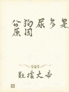 公狗尿多是什么原因