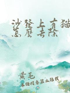 沙发上有猫尿味怎么去除