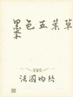 黑色五叶草第一季