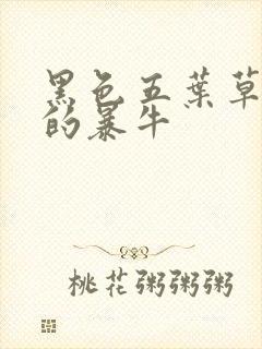 黑色五叶草黑色的暴牛