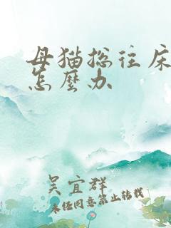 母猫总往床上尿怎么办