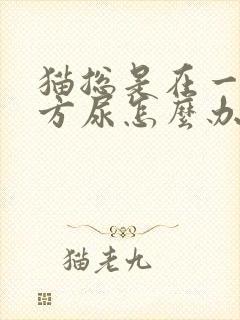 猫总是在一个地方尿怎么办