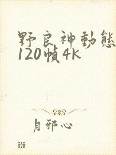 野良神动态壁纸120帧4k