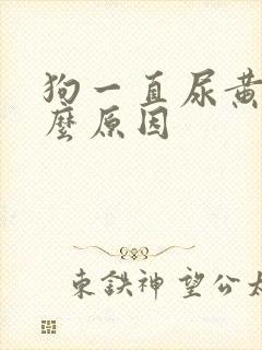 狗一直尿黄尿什么原因