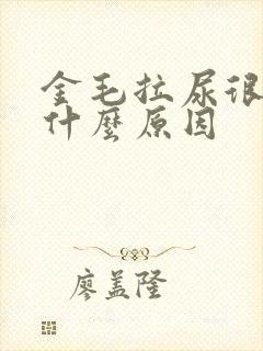 金毛拉尿很黄是什么原因