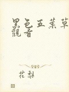 黑色五叶草在线观看