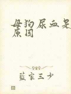 母狗尿血是什么原因