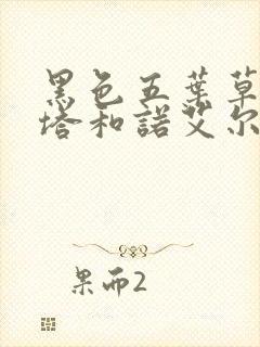 黑色五叶草阿斯塔和诺艾尔