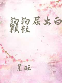 狗狗尿出白色的颗粒