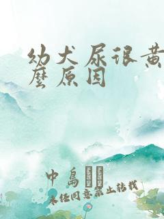 幼犬尿很黄是什么原因