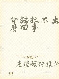 公猫拉不出尿怎么回事