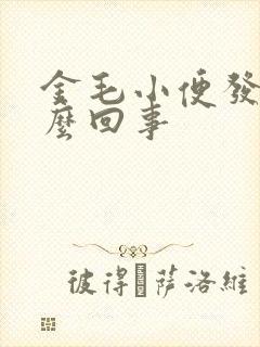 金毛小便发黄怎么回事