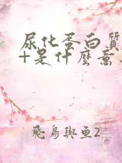 尿化蛋白质阳性+是什么意思